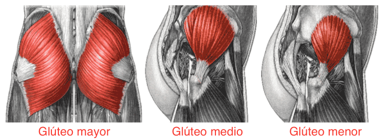 Musculos Gluteos 5799